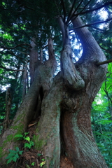 立山杉　剱岳　早月尾根　１