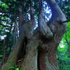 立山杉　剱岳　早月尾根　１