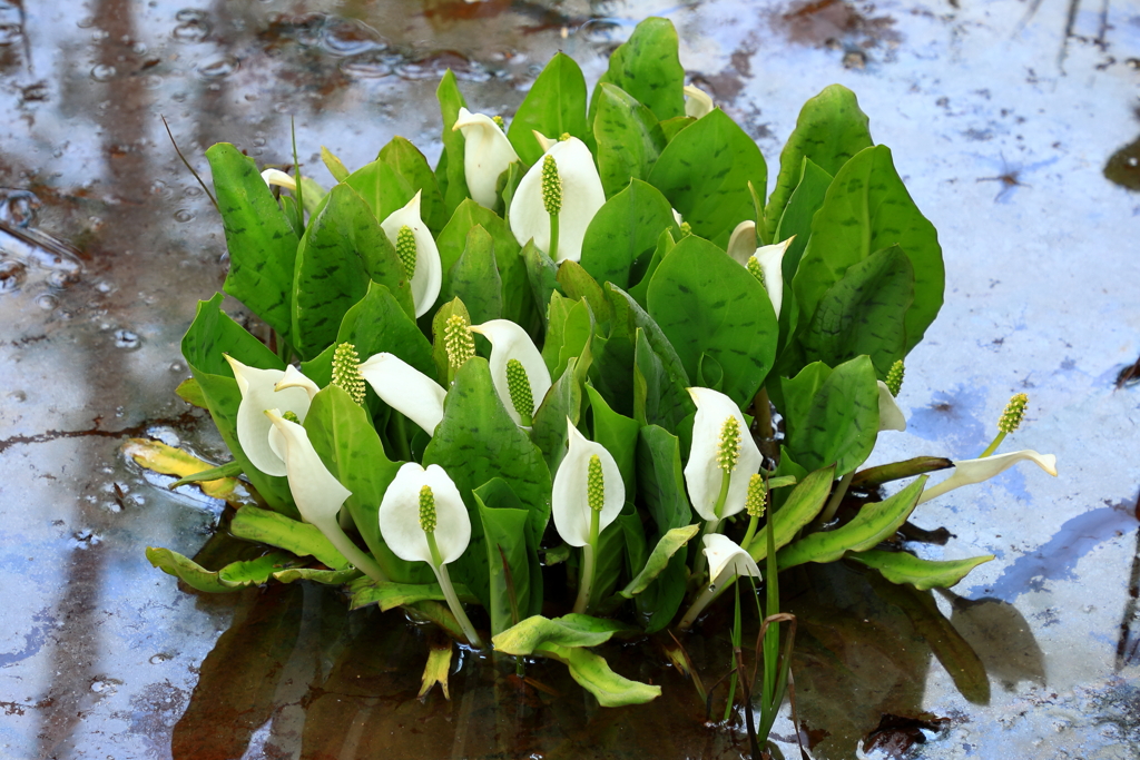 尾瀬ヶ原の花束