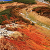 紅葉の絨毯（３）　立山