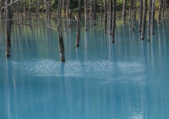青い池　夏の色