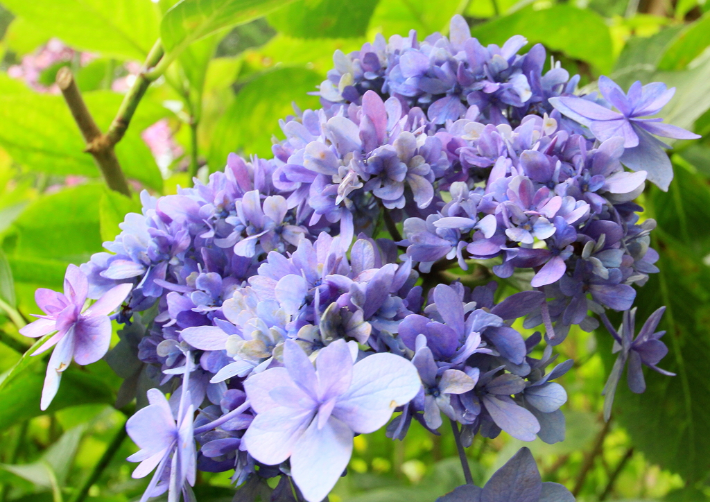 梅雨時の主役　２