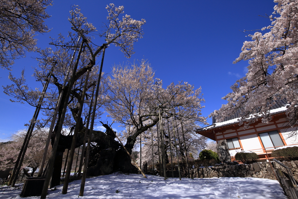 雪がやんだ朝　神代桜