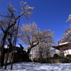 雪がやんだ朝　神代桜