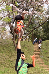 桜の樹の下で