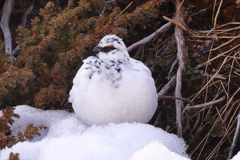 冬毛の雷鳥　出席番号１番　