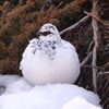 冬毛の雷鳥　出席番号１番　
