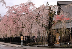 角館　枝垂れ桜に包まれて