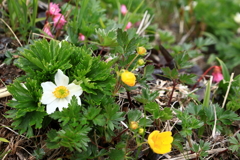 ６月の花畑