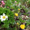 ６月の花畑