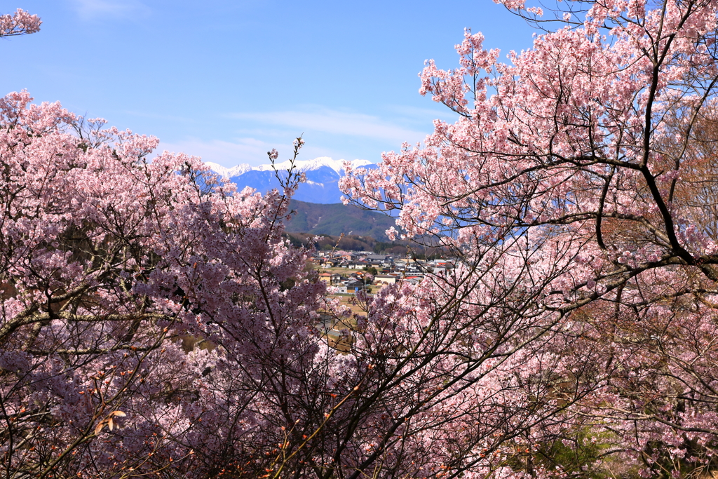 信州の春