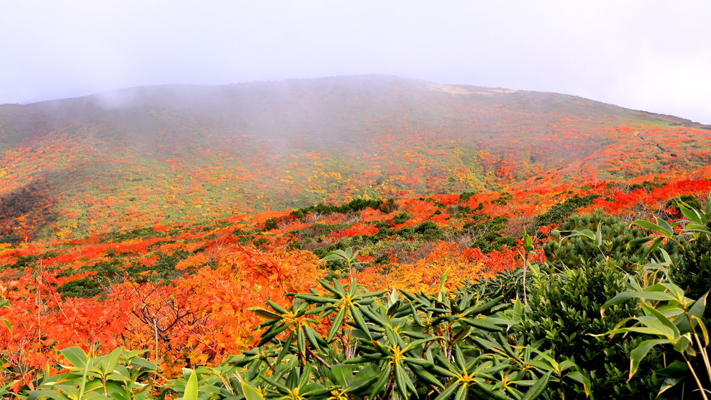 紅葉の絨毯（２）　栗駒山