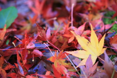 もみじじゅうたん