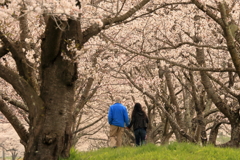 東北の春