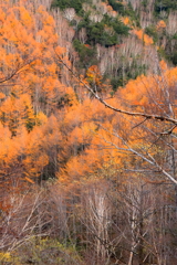 黄葉に染まる山