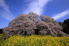 吉高の大桜