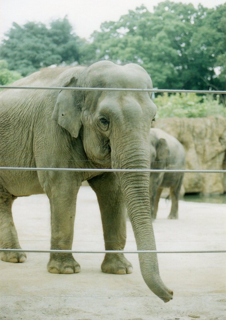 elephant
