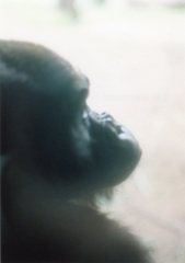 gorilla's