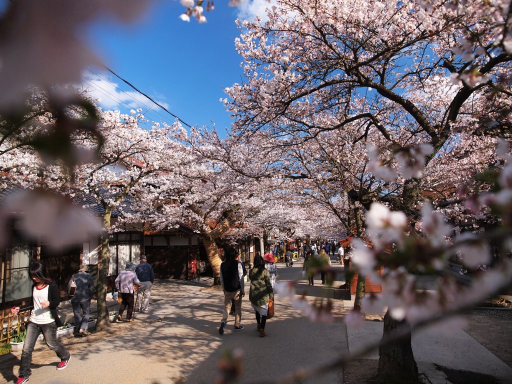 凱旋桜