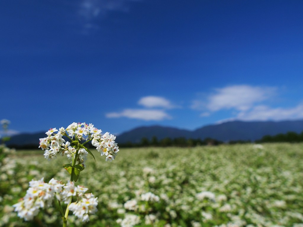 初秋・開花