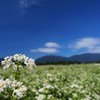 初秋・開花