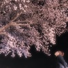 夜桜鑑賞