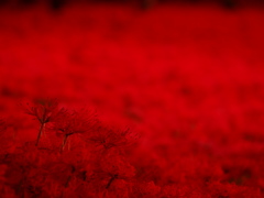 深紅の花