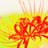 天上の花