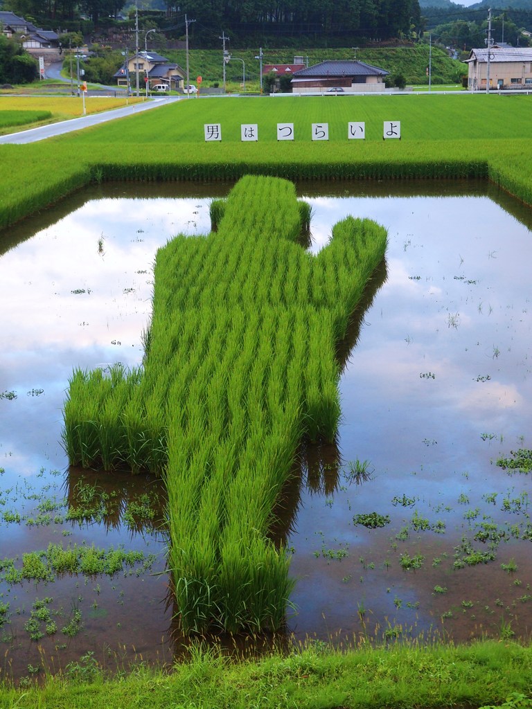 とらさん田んぼ