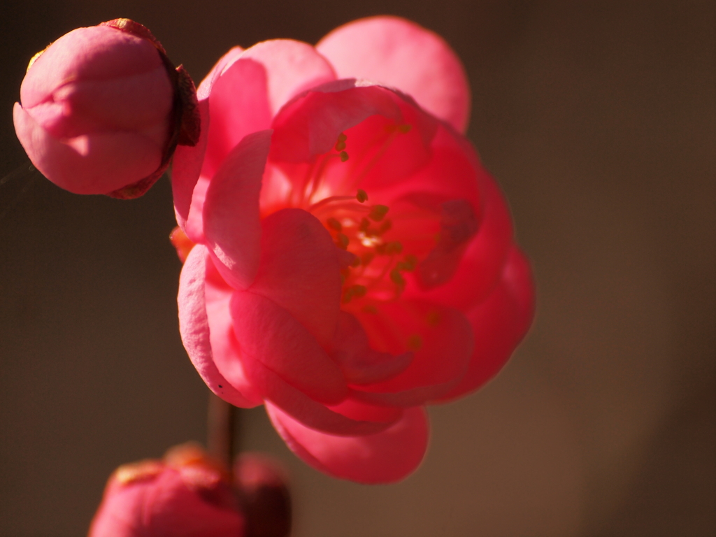 開花宣言２０１１