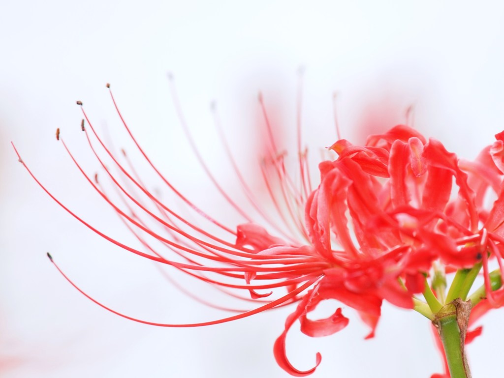 時に薔薇より美しく2011秋