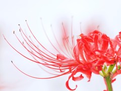 時に薔薇より美しく2011秋