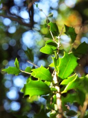 歳をとると丸くなる・・・