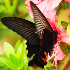 あま～～～～～～～い！！