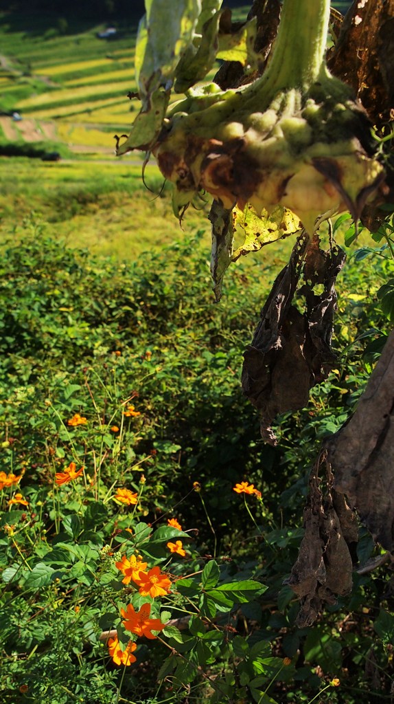 向かい合わせ　夏～秋