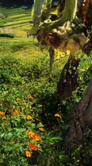 向かい合わせ　夏～秋