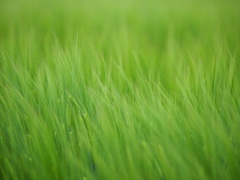 風駆ける