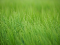 風駆ける