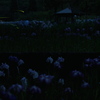 菖蒲園に舞う光の軌跡