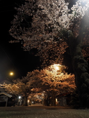 凱旋桜