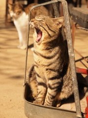 大あくびｉｎちりとり