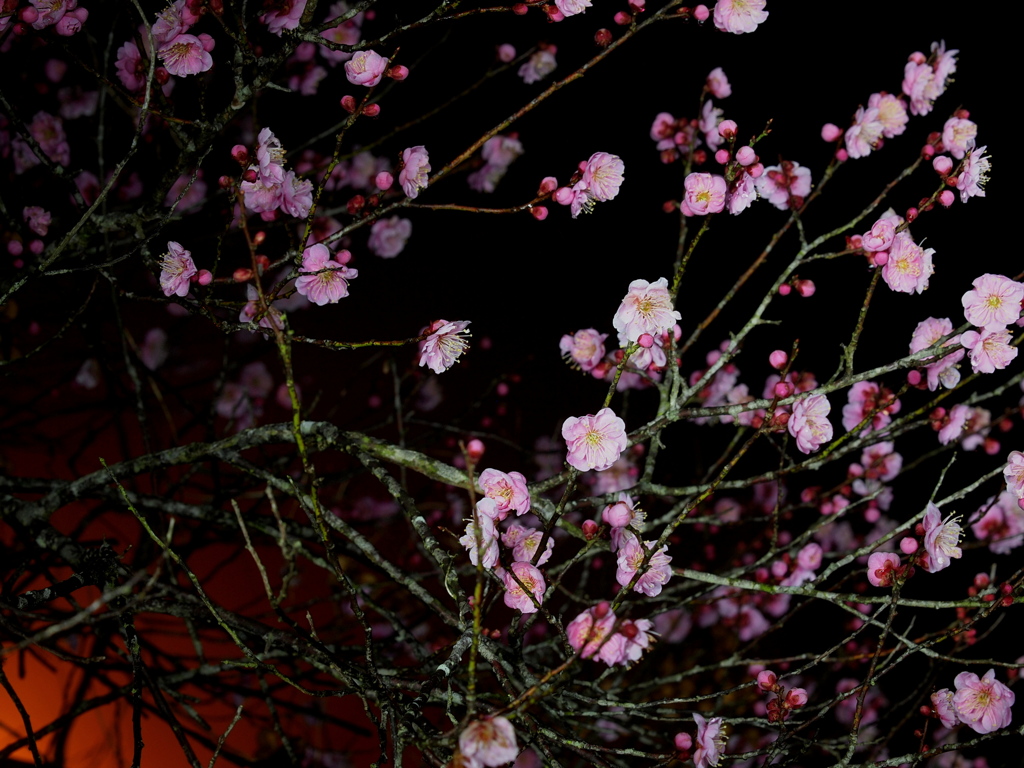 2012春到来