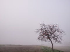 朝霧に柿木