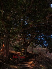 二本杉と六地蔵