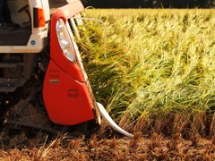 ムシャムシャ(＾~＾)