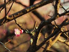 夕日に照らされ