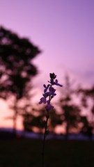 ひっそりと・・・