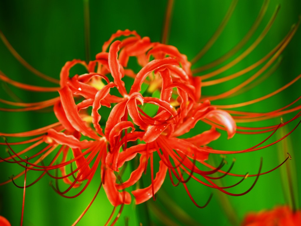 曼珠沙華