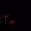 彼岸花・真紅