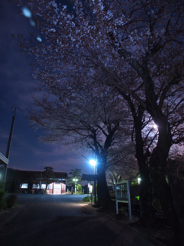 美作滝尾駅・春